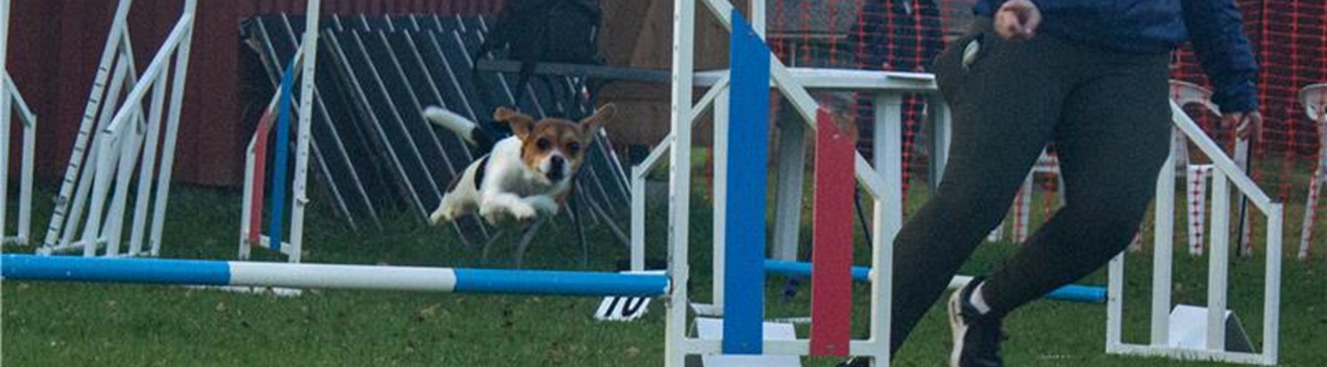 Dansk-Svensk Gårdshund som hoppar över Agility hinder
