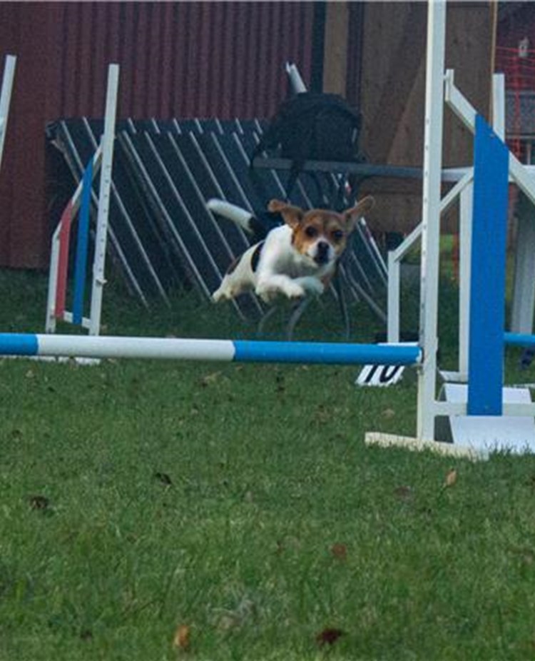 Dansk-Svensk Gårdshund som hoppar över Agility hinder