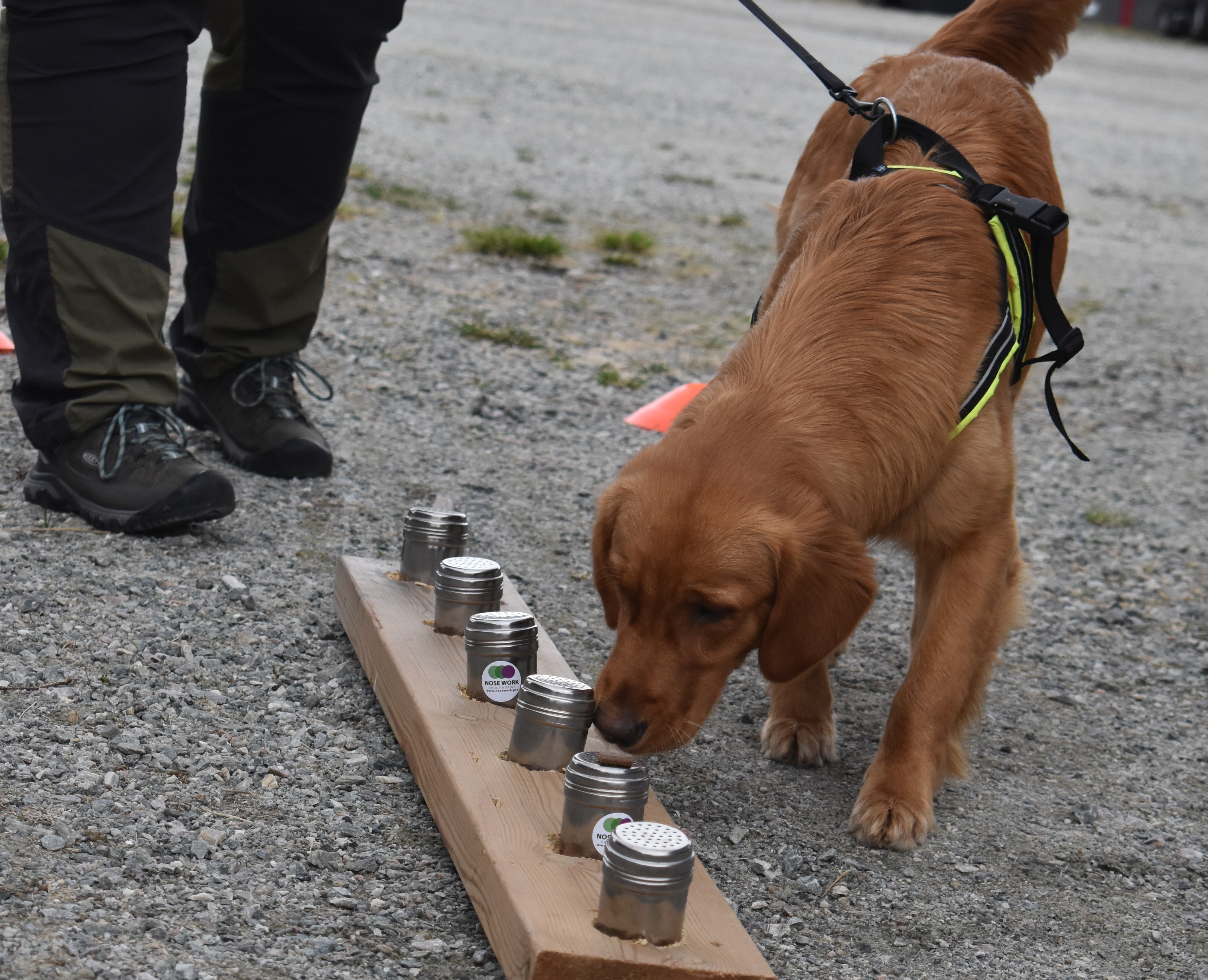 Golden retrievern Lexi tränar Nose Work