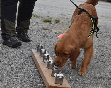 Golden retrievern Lexi tränar Nose Work