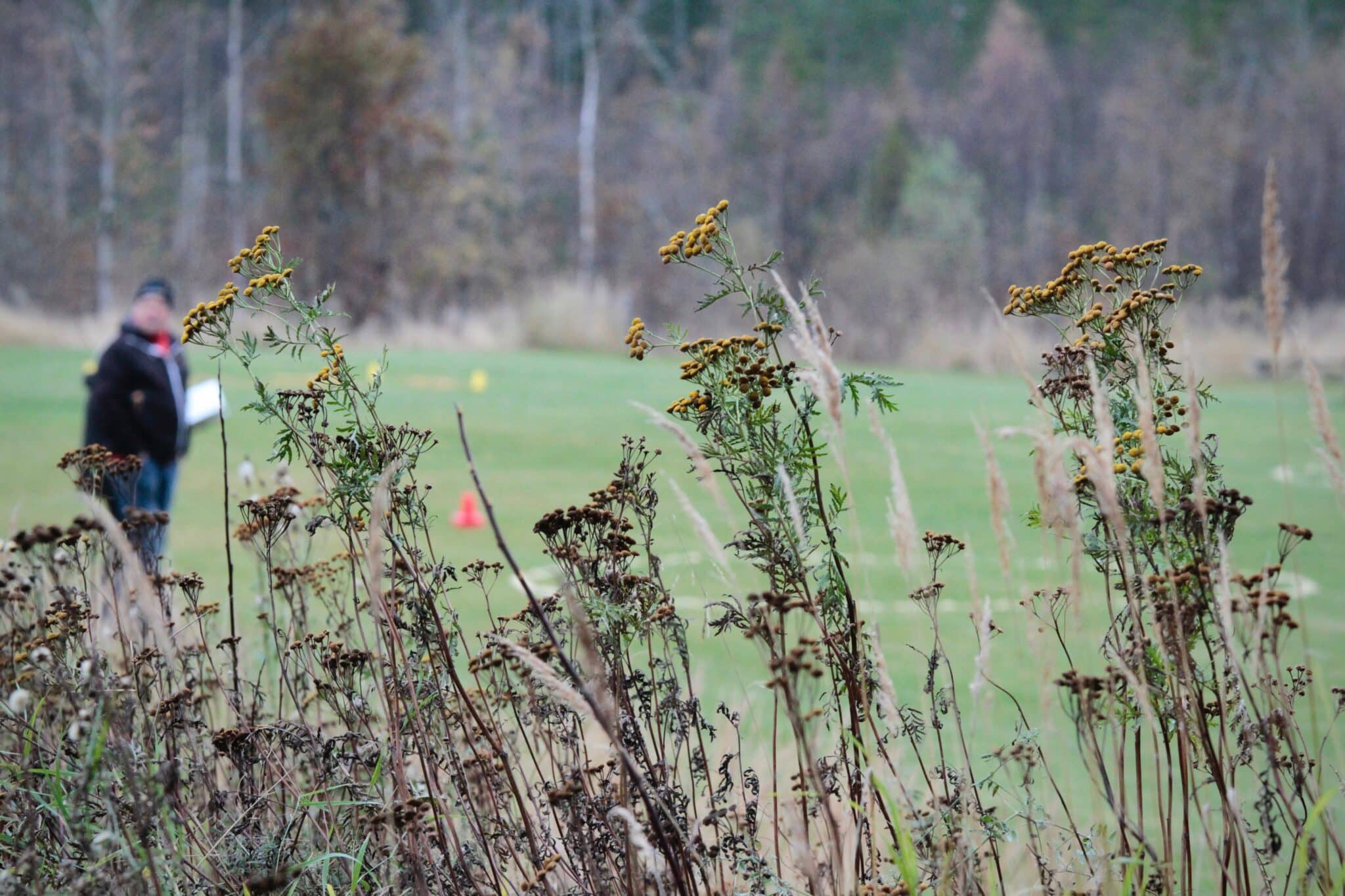 Bild tagen ut mot apellplanen med fokus på höstblommor i förgrunden