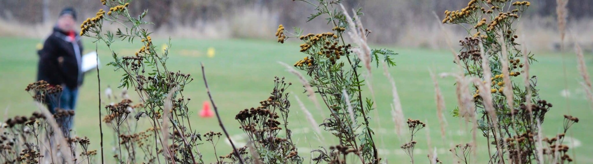 Bild tagen ut mot apellplanen med fokus på höstblommor i förgrunden