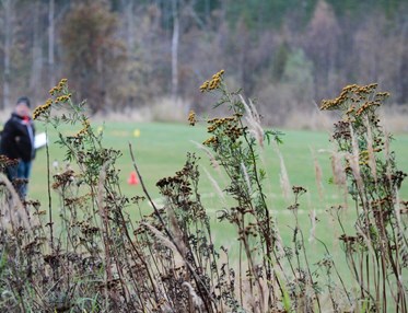 Bild tagen ut mot apellplanen med fokus på höstblommor i förgrunden