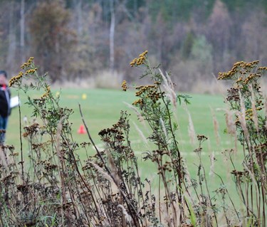 Bild tagen ut mot apellplanen med fokus på höstblommor i förgrunden