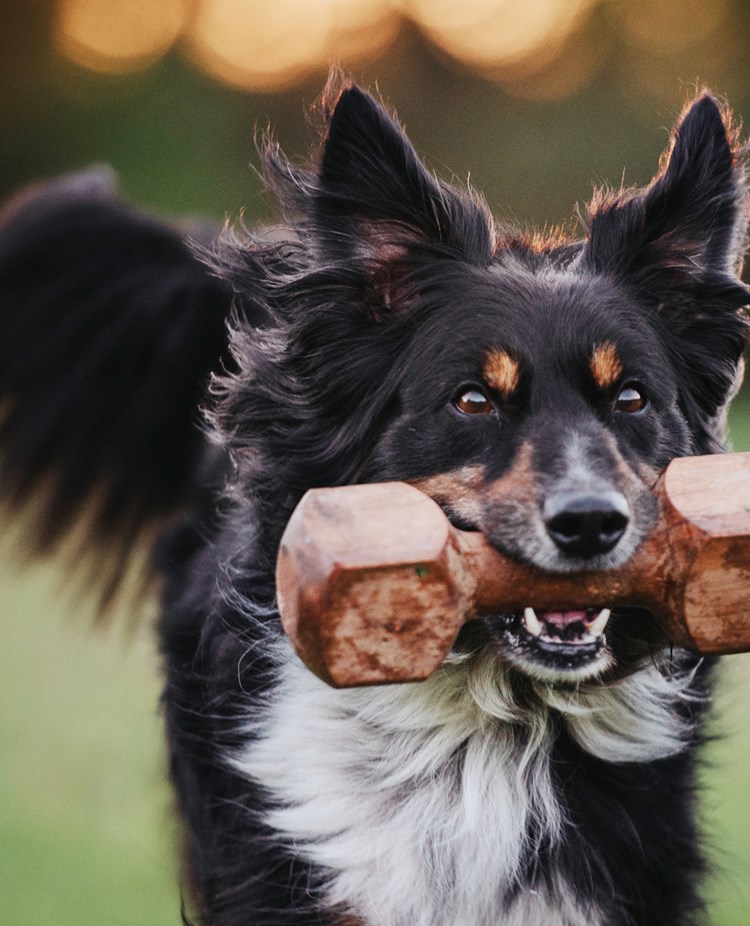 Hund med apport