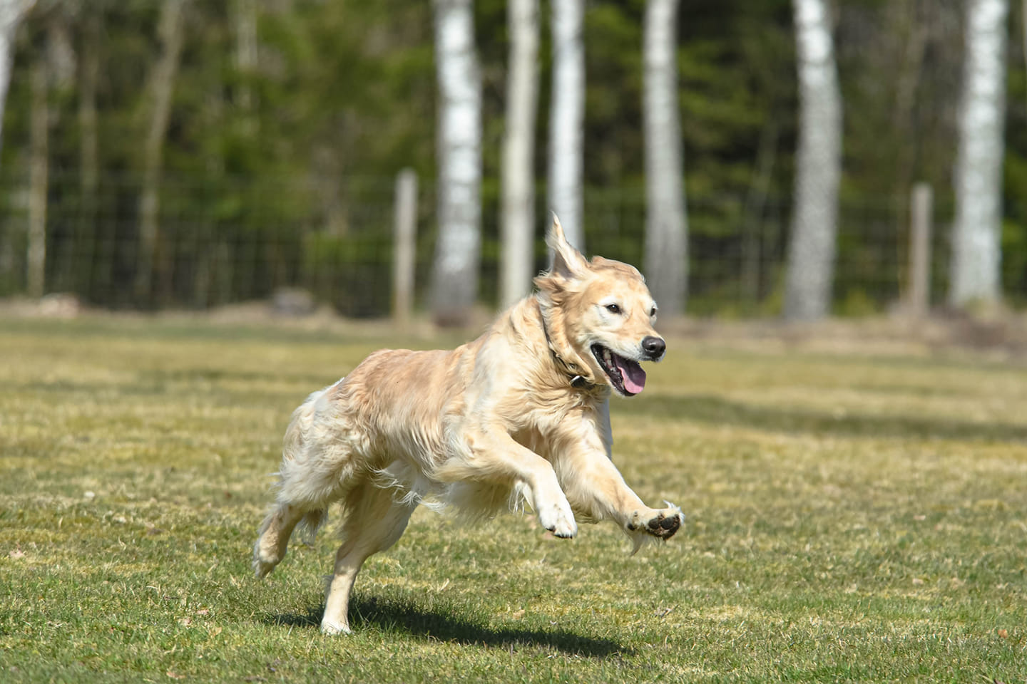 Springande Golden Retriever 