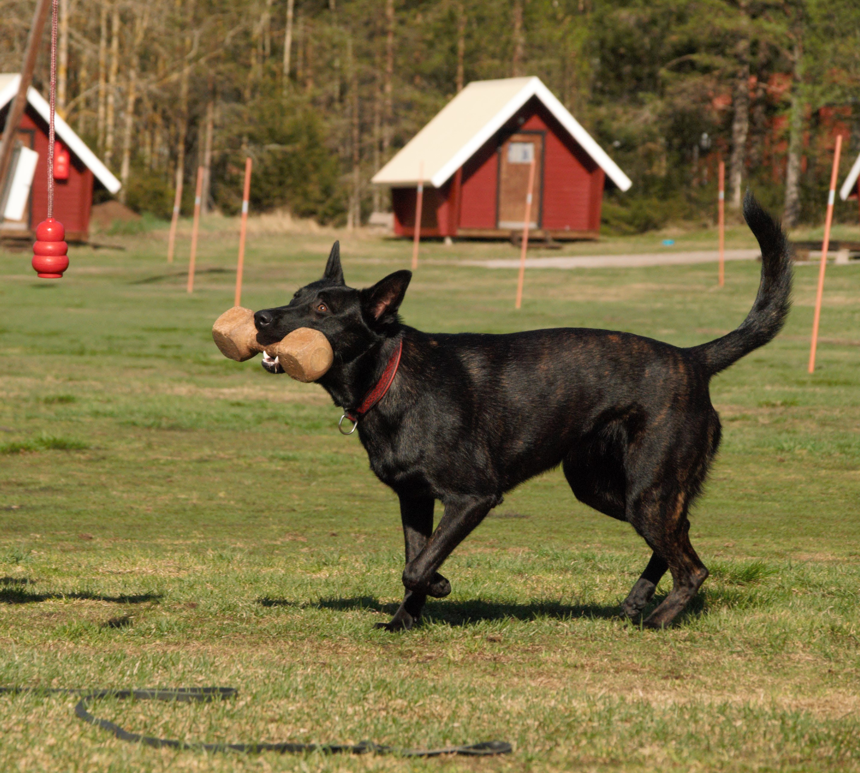 Hollänska herdehunden Arwa hämtar en apportbock, Fotograf Viktoria Berg