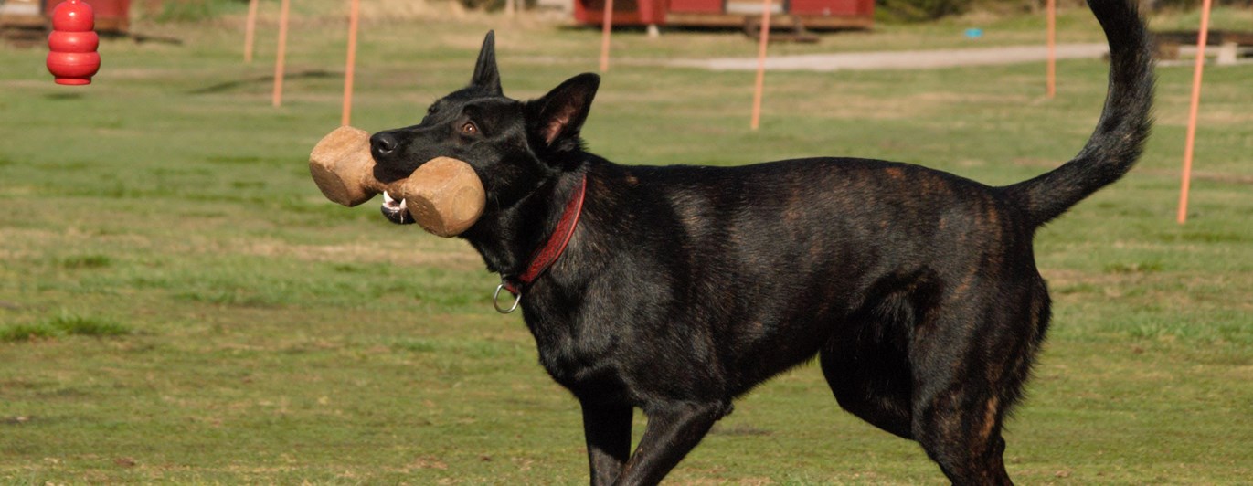 Hollänska herdehunden Arwa hämtar en apportbock, Fotograf Viktoria Berg