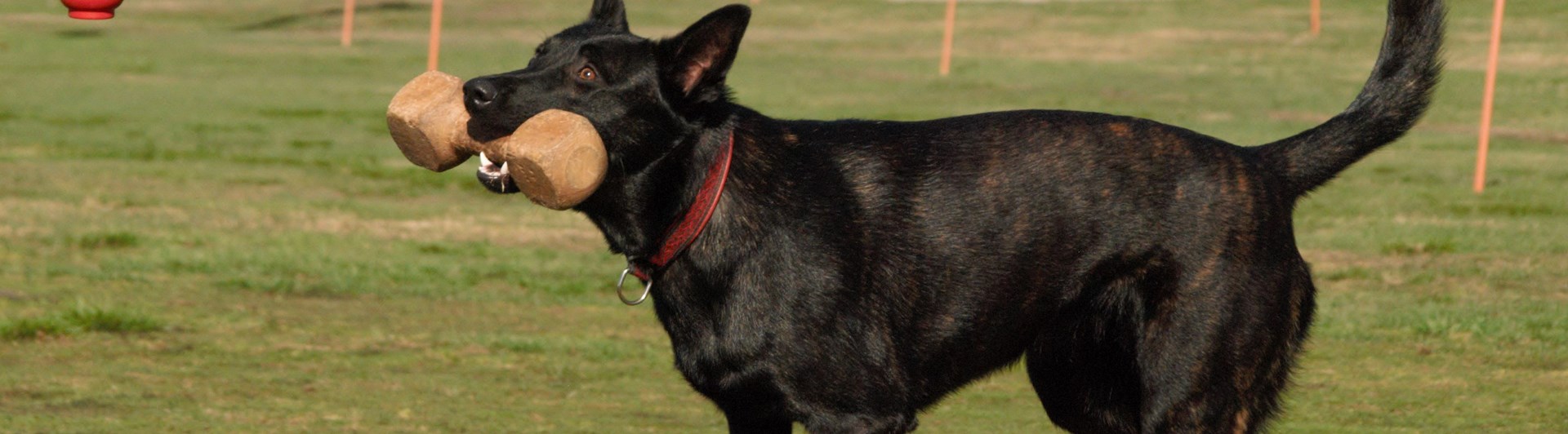 Hollänska herdehunden Arwa hämtar en apportbock, Fotograf Viktoria Berg