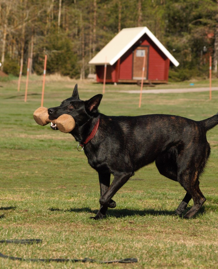 Hollänska herdehunden Arwa hämtar en apportbock, Fotograf Viktoria Berg