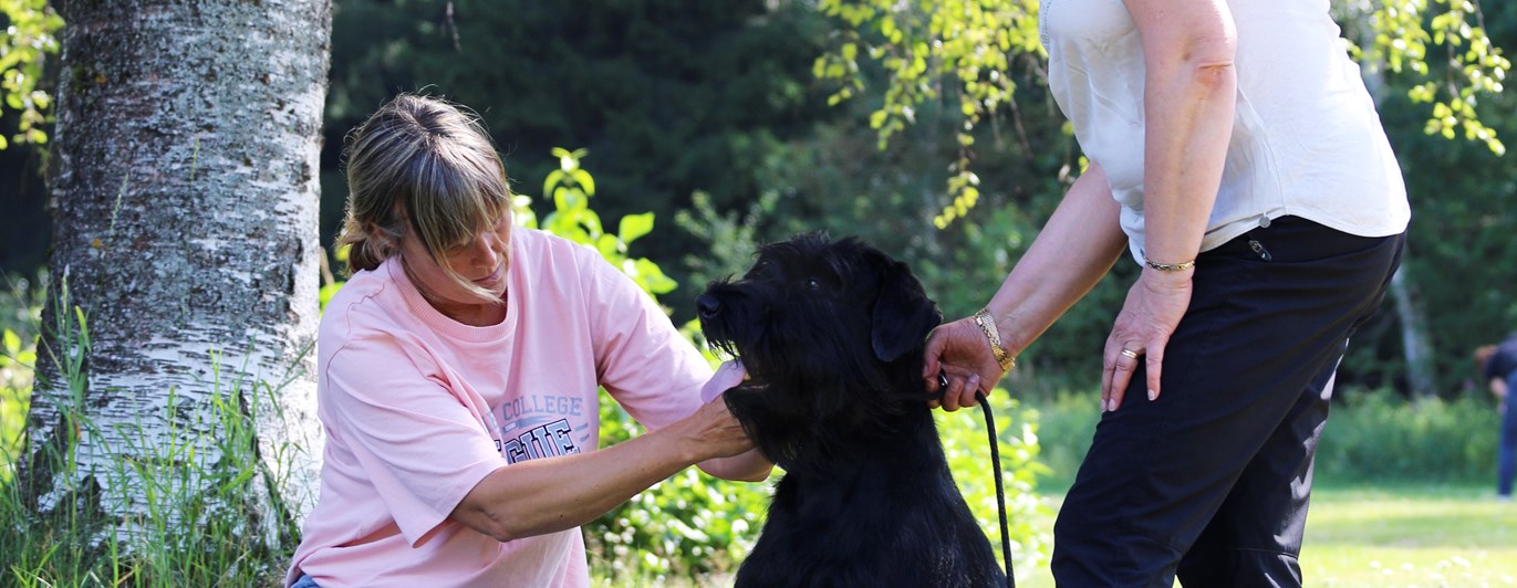 Exteriörbeskrivaning riesenschnauzer
Foto: Gunilla Andersson