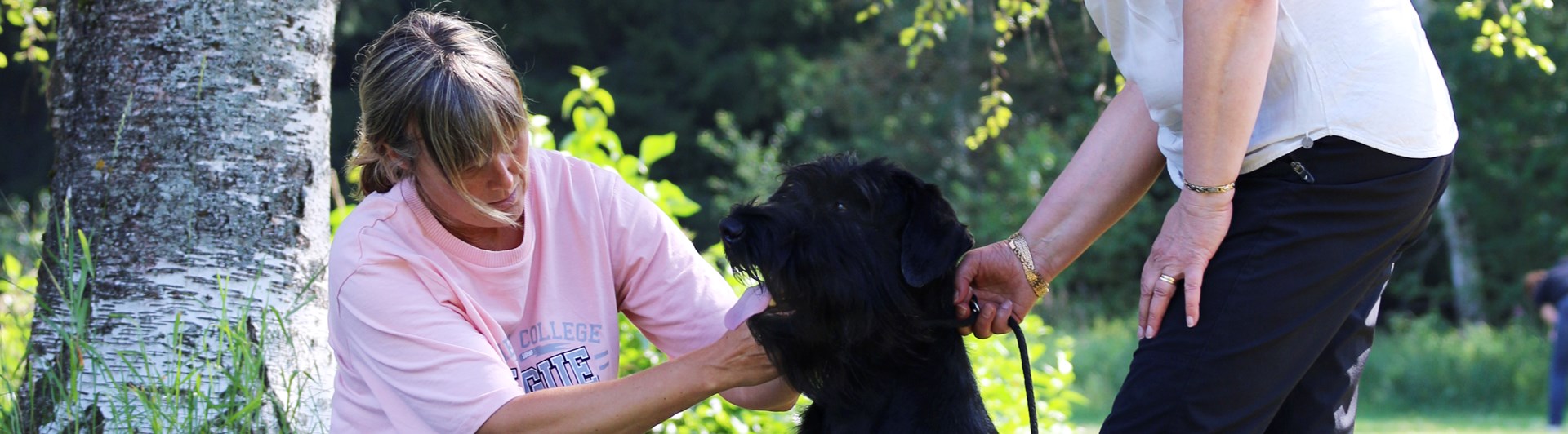 Exteriörbeskrivaning riesenschnauzer
Foto: Gunilla Andersson