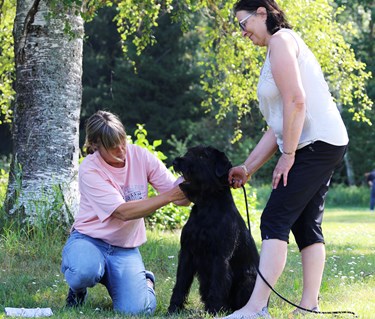 Exteriörbeskrivaning riesenschnauzer
Foto: Gunilla Andersson
