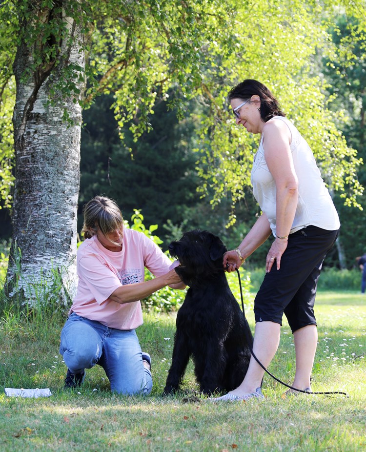 Exteriörbeskrivaning riesenschnauzer
Foto: Gunilla Andersson