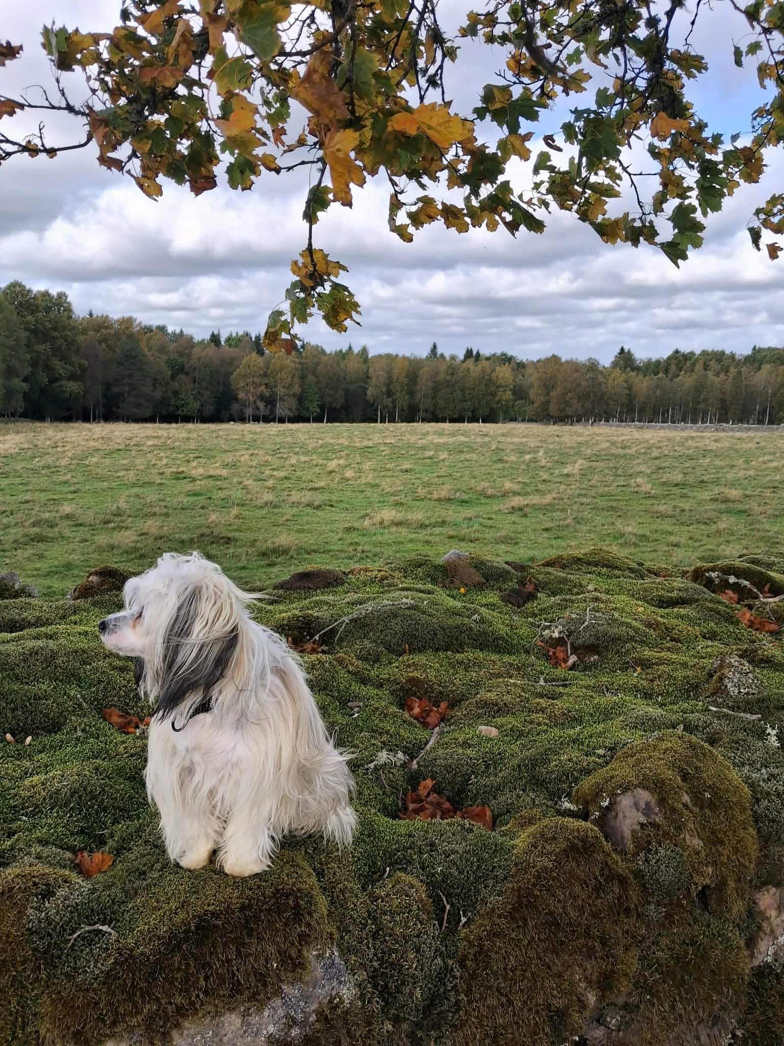 Hund som står på en stenmur med en äng i bakgrunden 