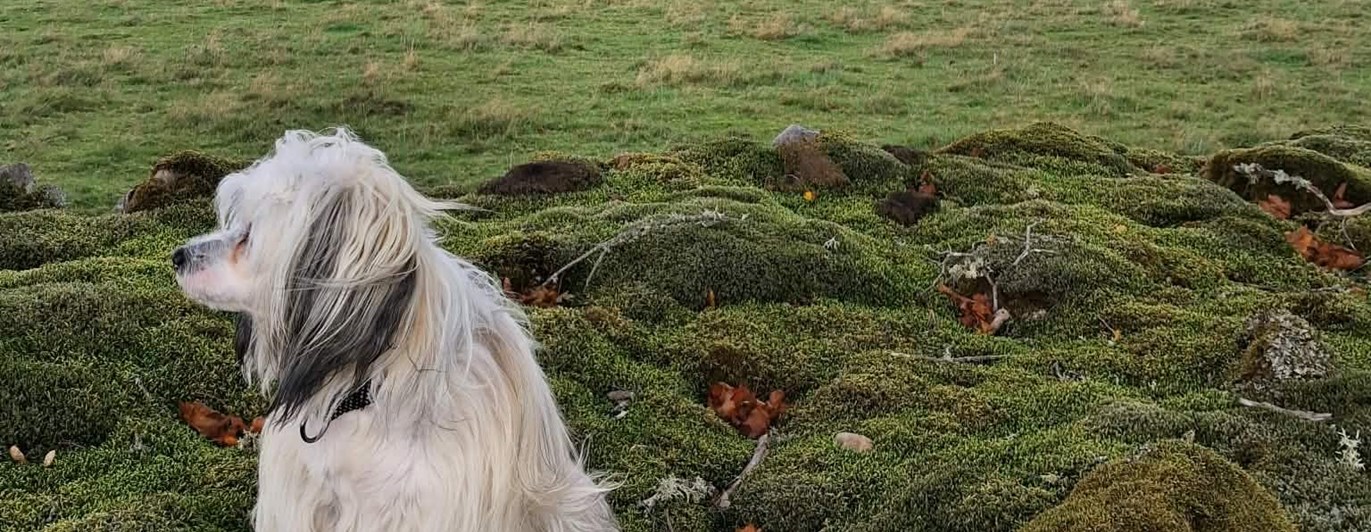 Hund som står på en stenmur med en äng i bakgrunden