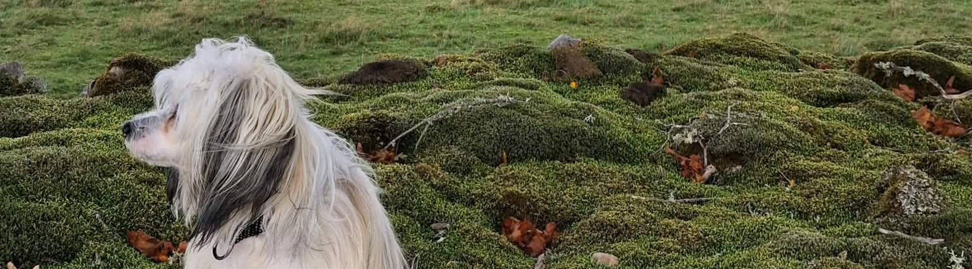 Hund som står på en stenmur med en äng i bakgrunden