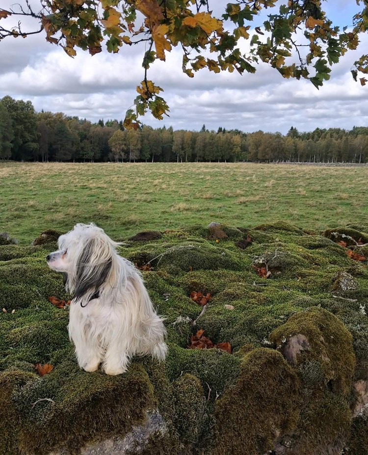 Hund som står på en stenmur med en äng i bakgrunden