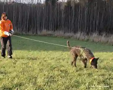 Monica Ehn spårar med sin hollandse herdershound