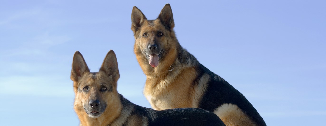 Två tyska schäfrar på en sten