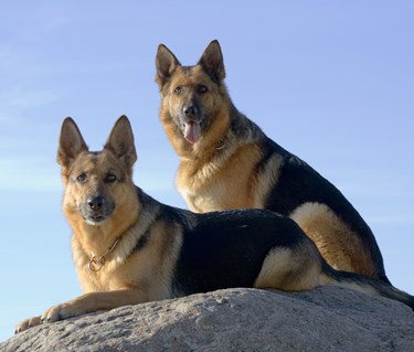 Två tyska schäfrar på en sten