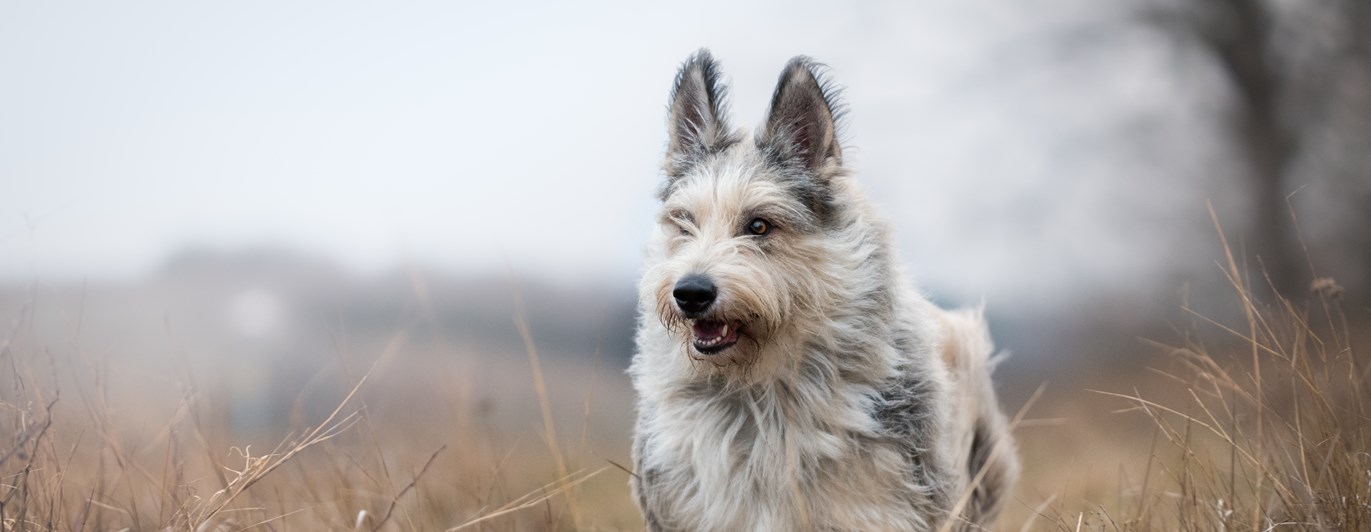 Bild på hund som springer.