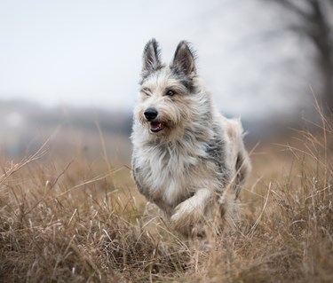 Bild på hund som springer.