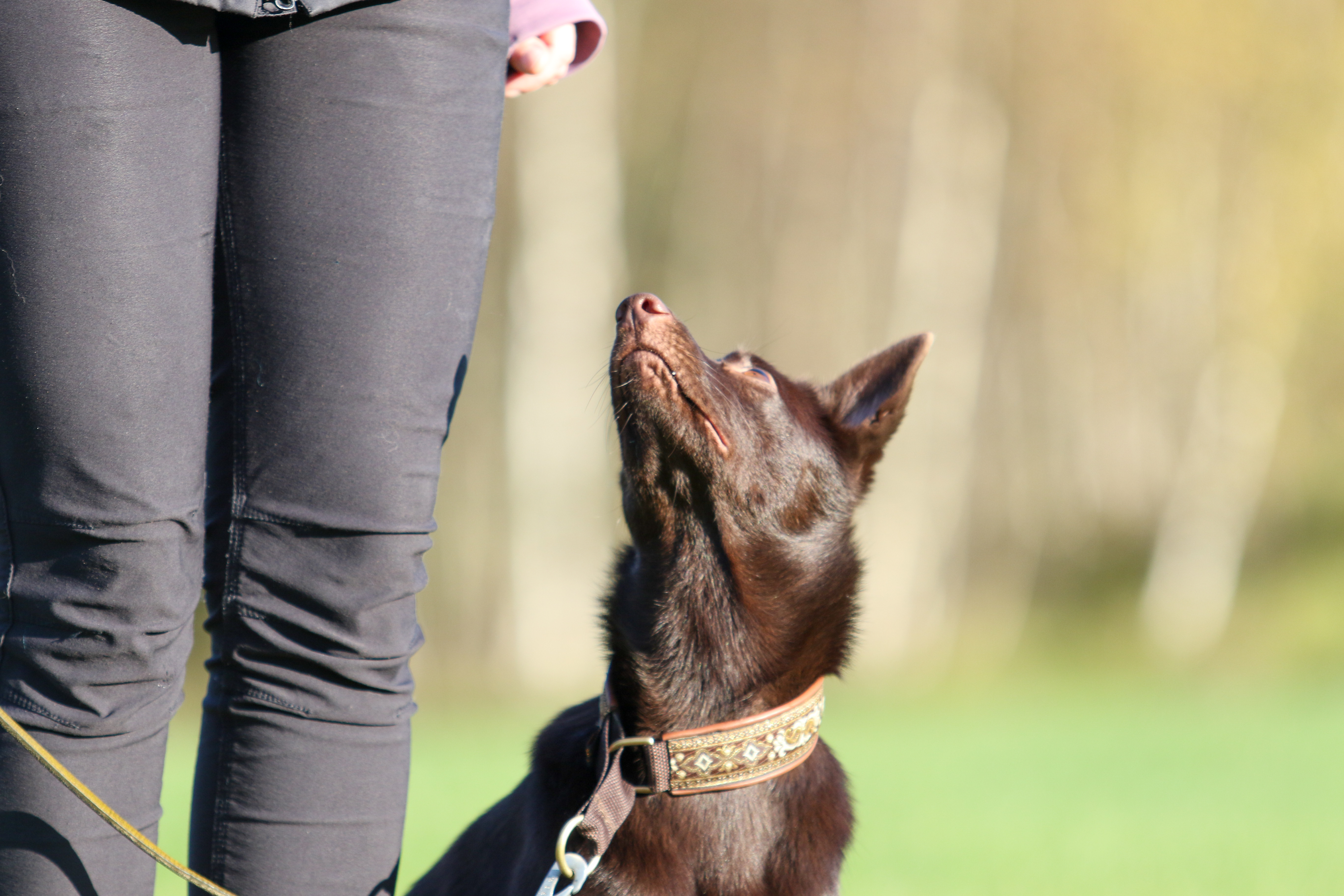 Brun hund som sitter och tittar upp på sin matte.