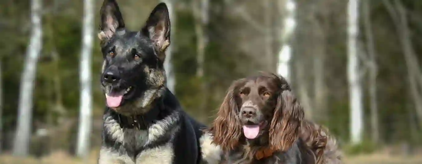 Schäferhund och spaniel ligger bredvid varandra