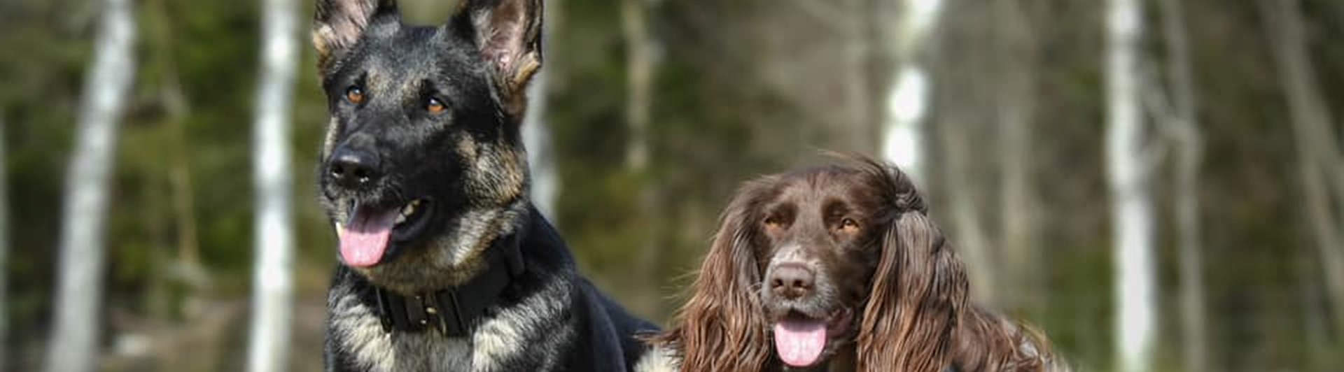 Schäferhund och spaniel ligger bredvid varandra