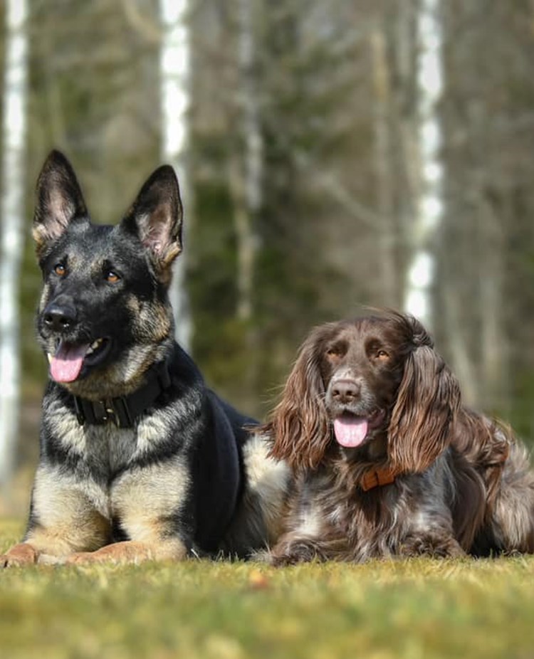 Schäferhund och spaniel ligger bredvid varandra