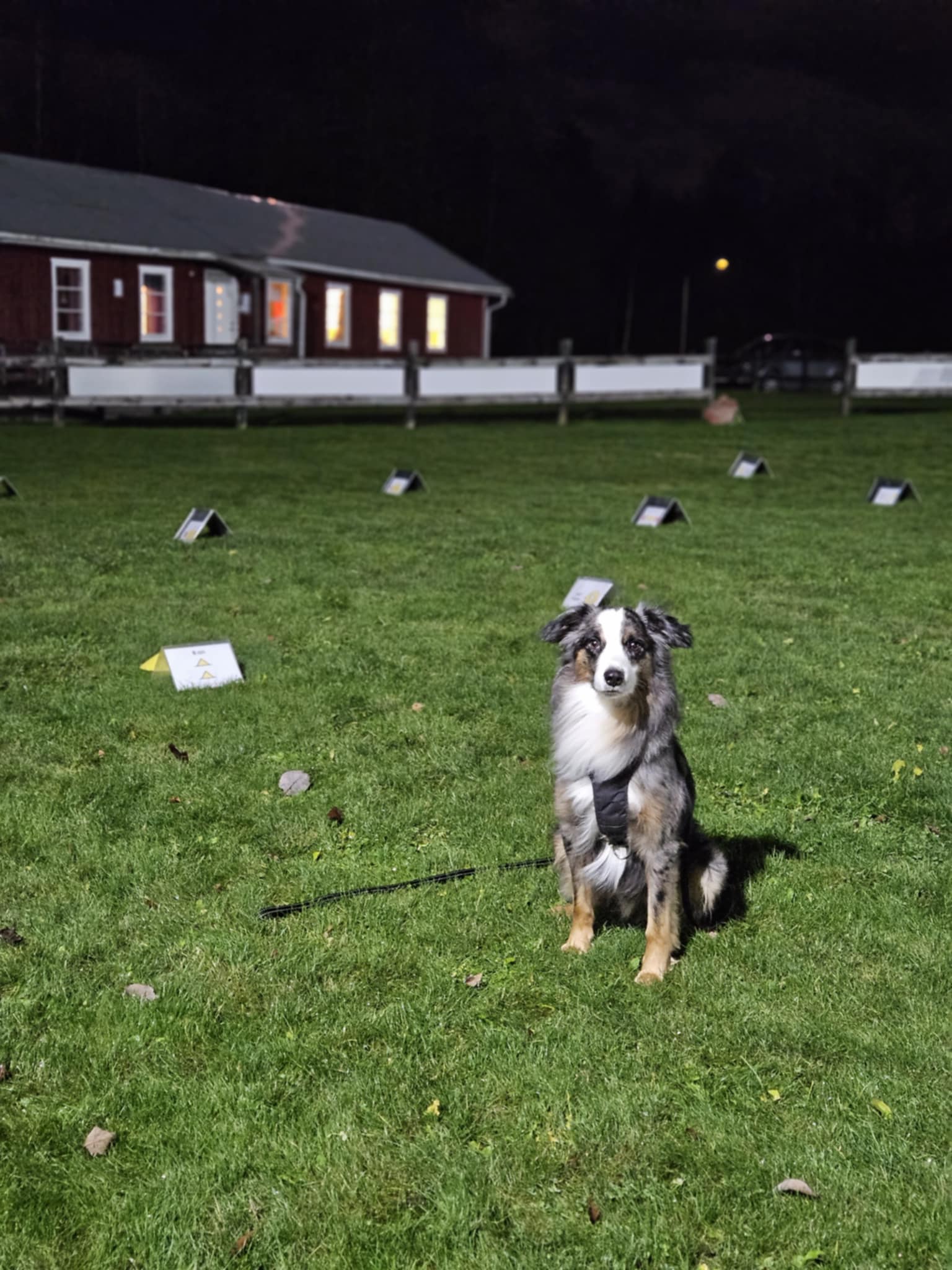 Hund med rallylydnads skyltar