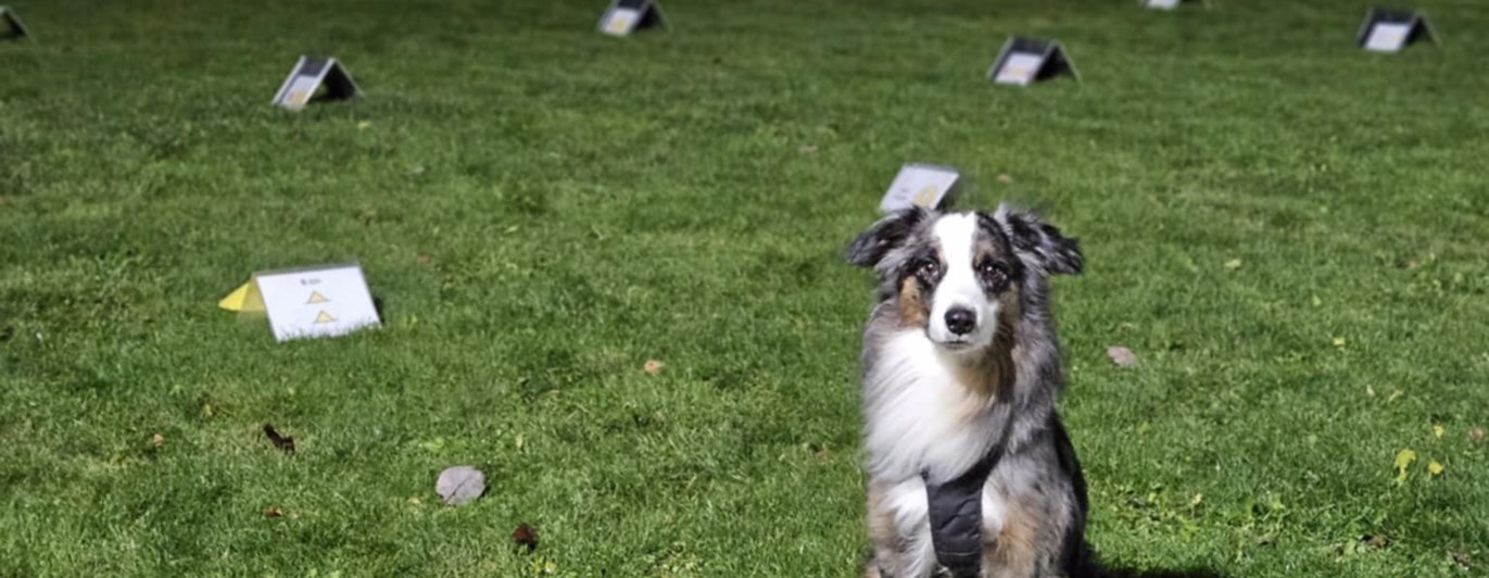 Hund med rallylydnads skyltar