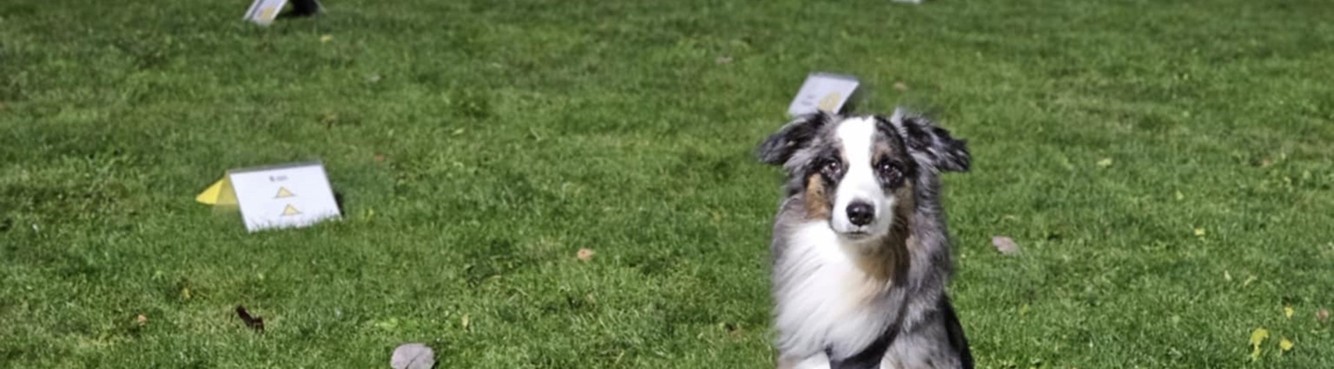 Hund med rallylydnads skyltar