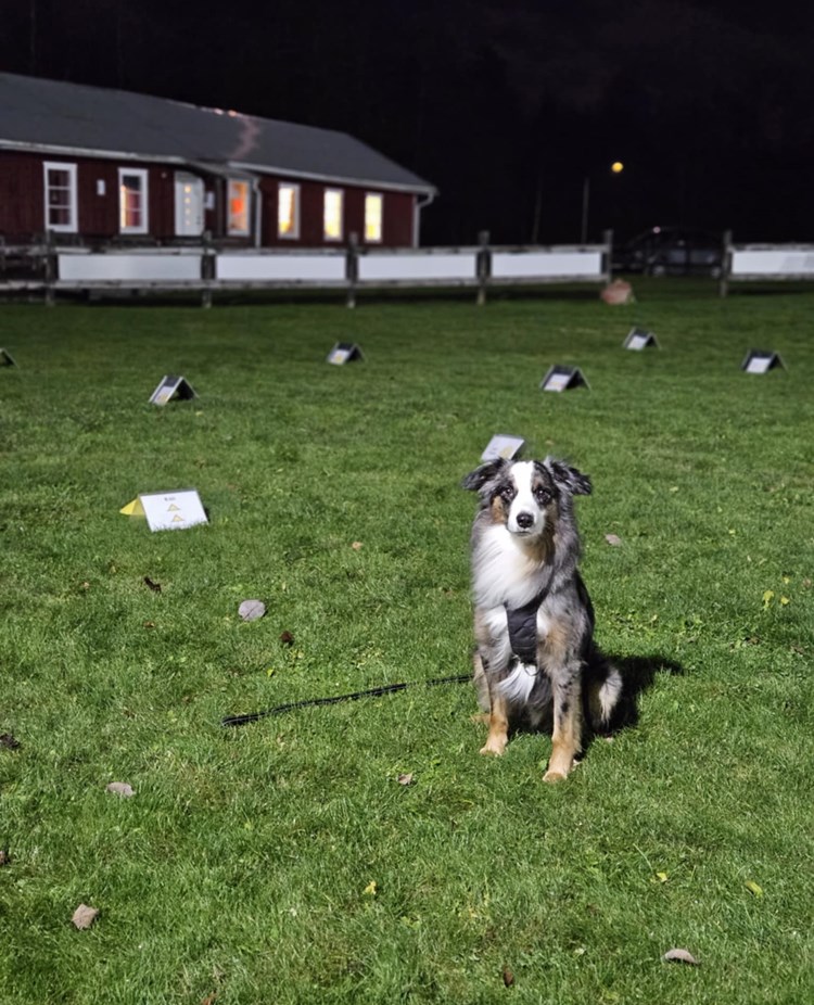 Hund med rallylydnads skyltar