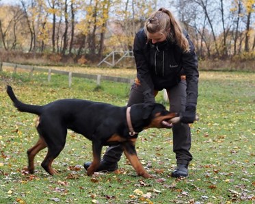 bild på hund som leker