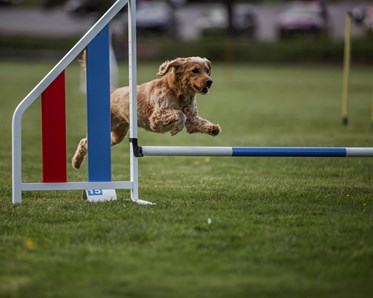 KM vinnare 2024 i Agility Blåbär Medium: Johanna Ferm & Alfons