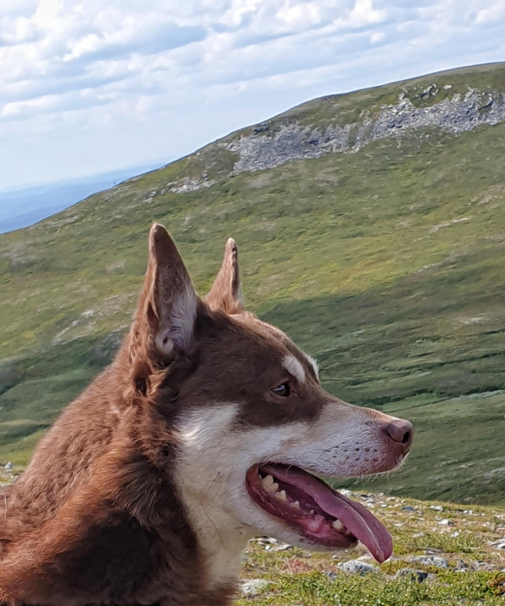 Lapsk vallhund
