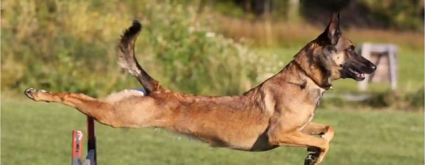 Belgisk vallhund hoppar över hinder. Foto: Kristina Svensson