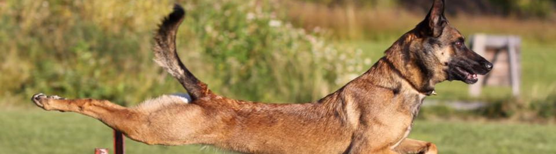Belgisk vallhund hoppar över hinder. Foto: Kristina Svensson