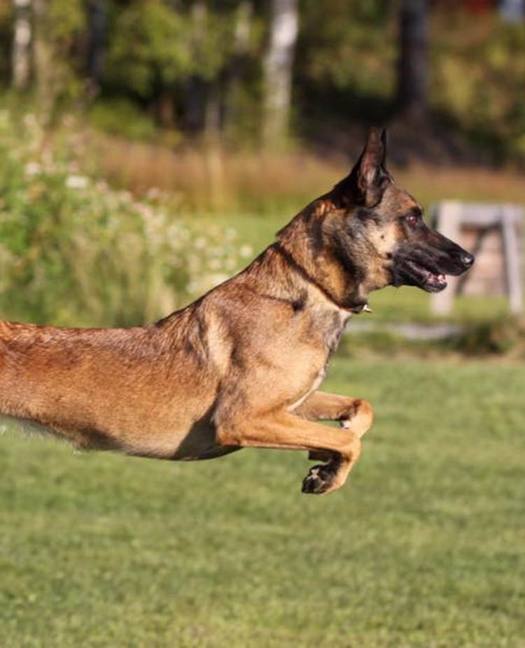 Belgisk vallhund hoppar över hinder. Foto: Kristina Svensson