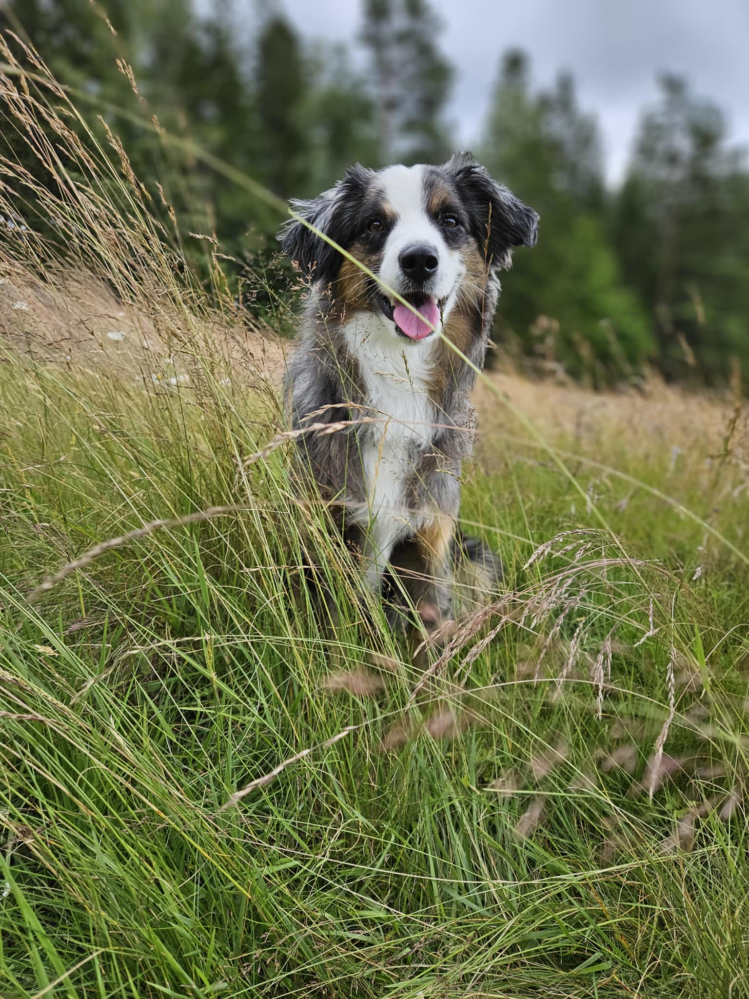 Sittande hund i högtgräs