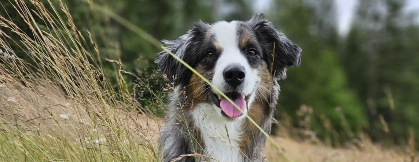 Sittande hund i högtgräs