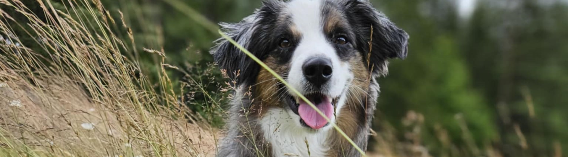 Sittande hund i högtgräs