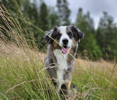 Sittande hund i högtgräs