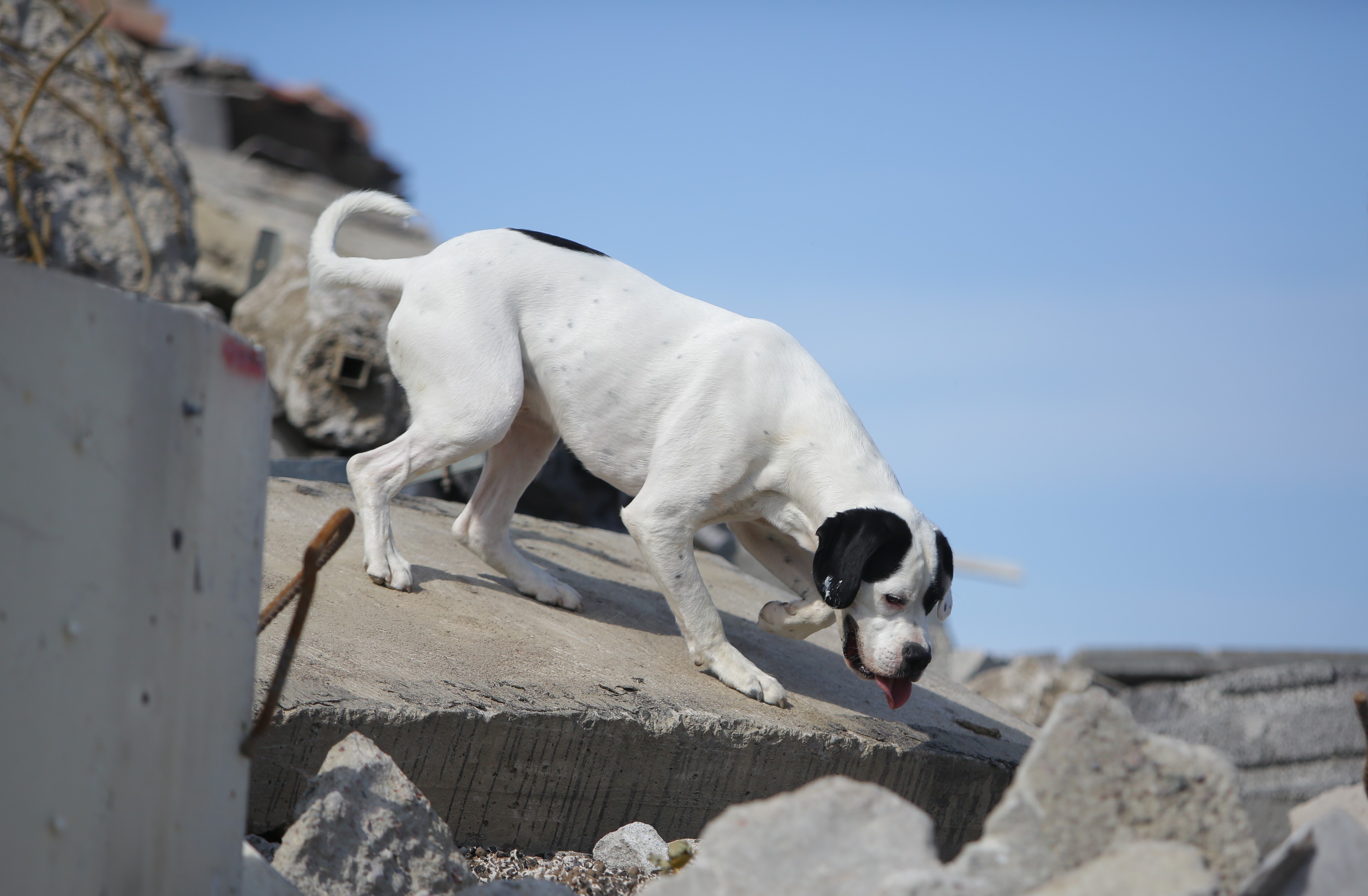 Bild regelbok IPO R 2023