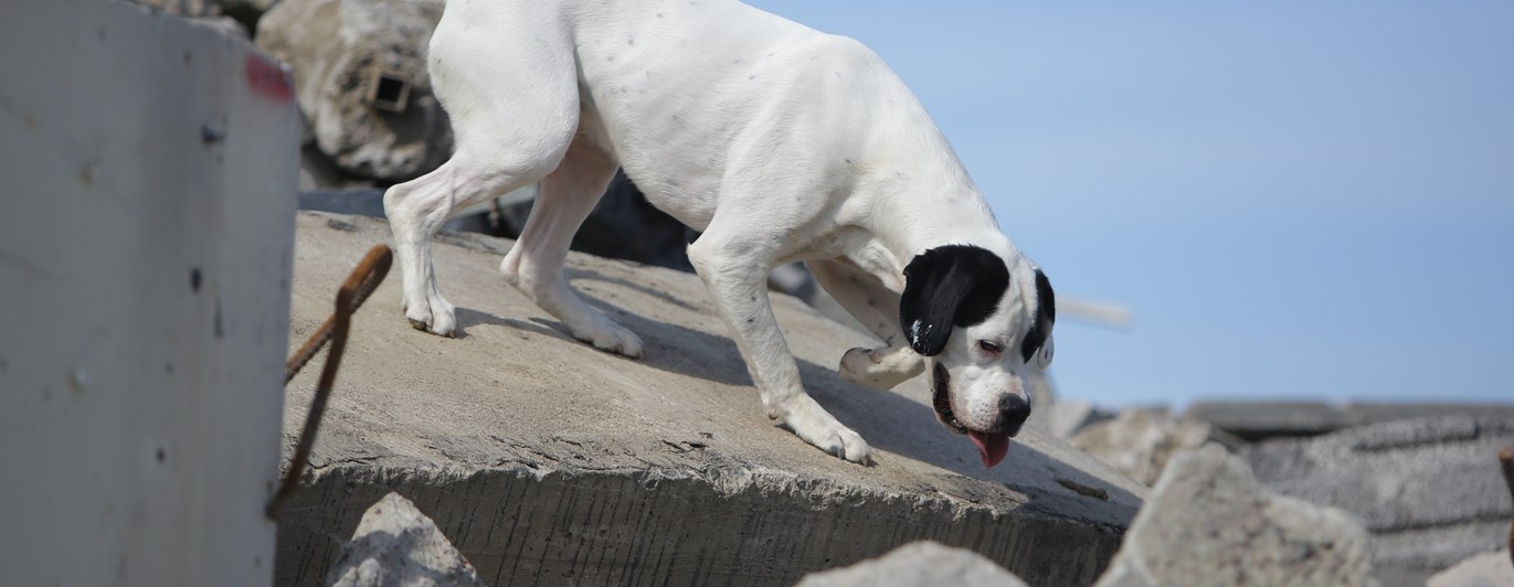 Bild regelbok IPO R 2023