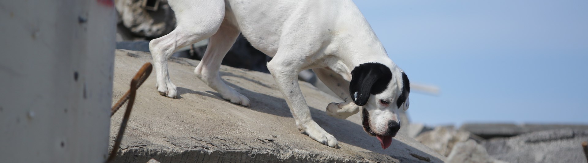 Bild regelbok IPO R 2023