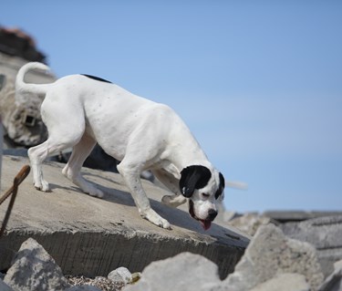 Bild regelbok IPO R 2023