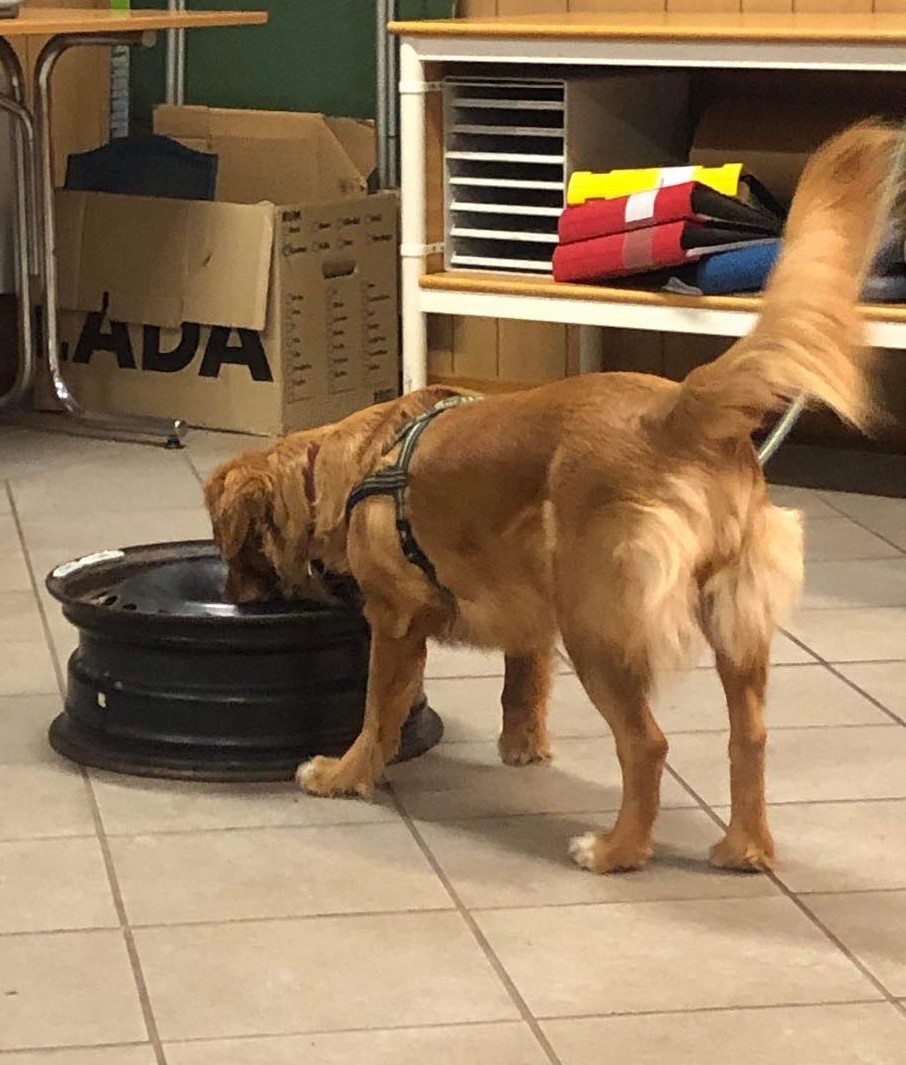 Träning specialsök